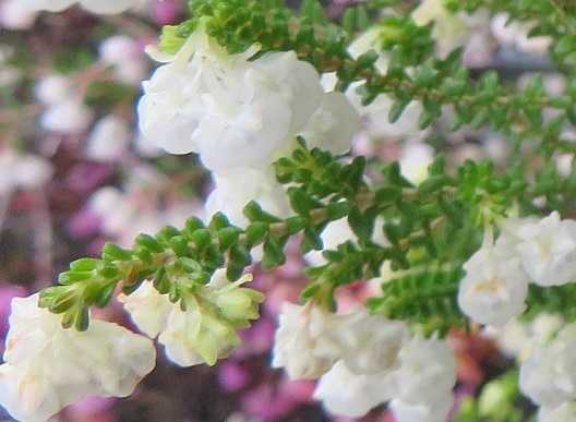 愛変わらず ジャノメエリカ スズランエリカ だい のひとりごと 楽天ブログ