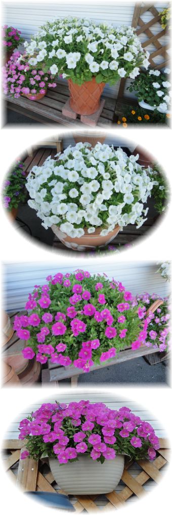 ショックウェーブはお気に入りになりました。