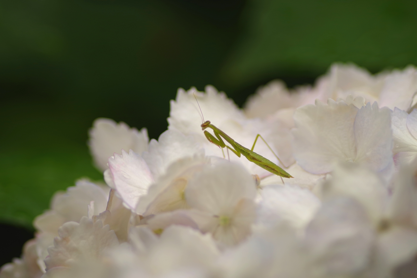カマキリ