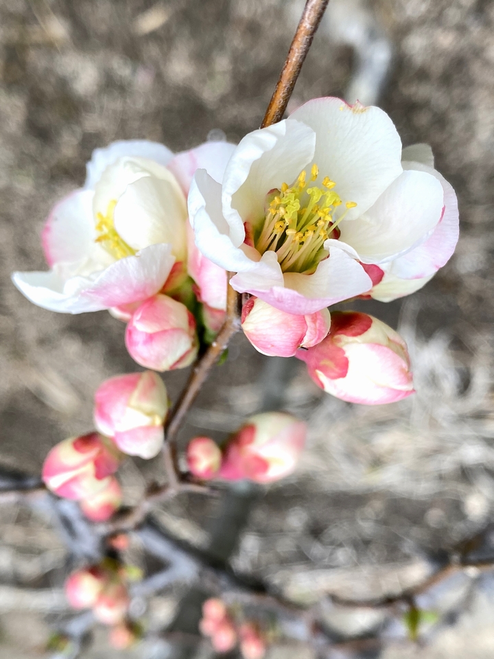 我が家の 春の花 イチゴ 赤白のボケ タカさんの部屋 楽天ブログ