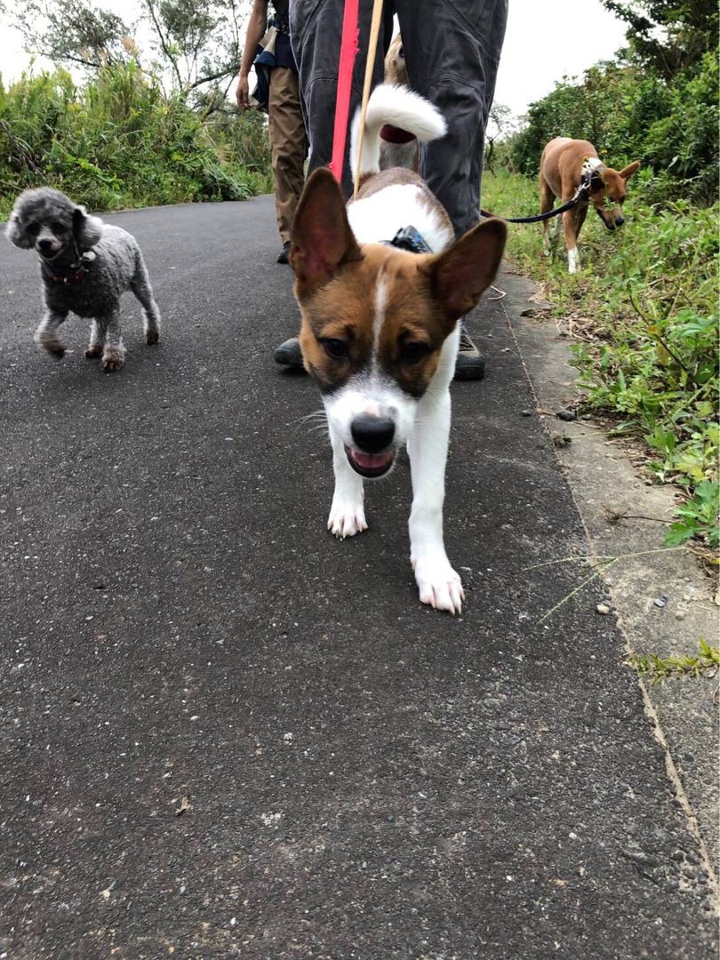 チャリティパックウォーク開催しました 古い平屋に犬 猫 と住む 楽天ブログ