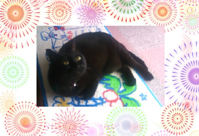 20160706みーこ6-4