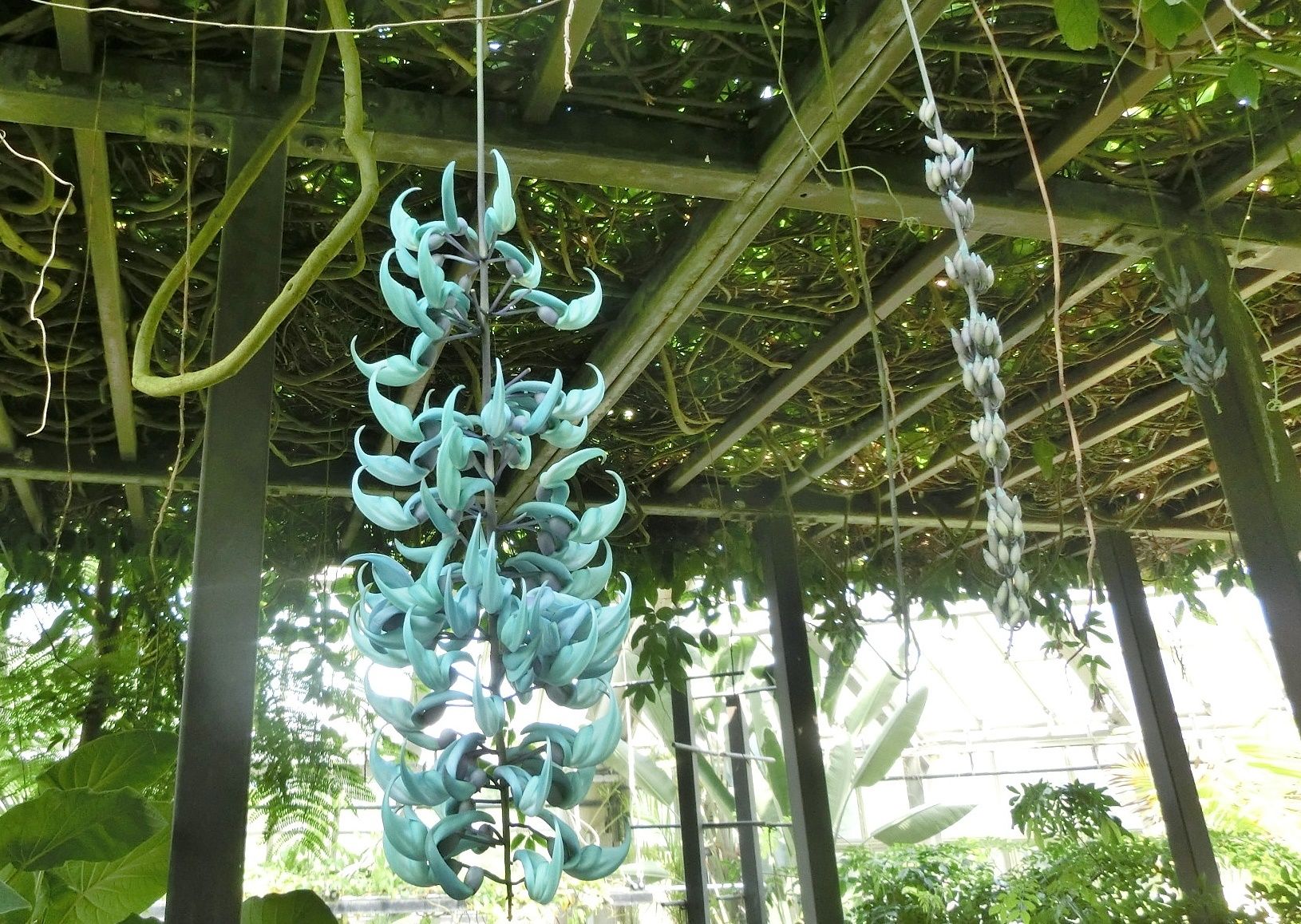 京都府立植物園で見た花 ジェイド バイン他 だい のひとりごと 楽天ブログ