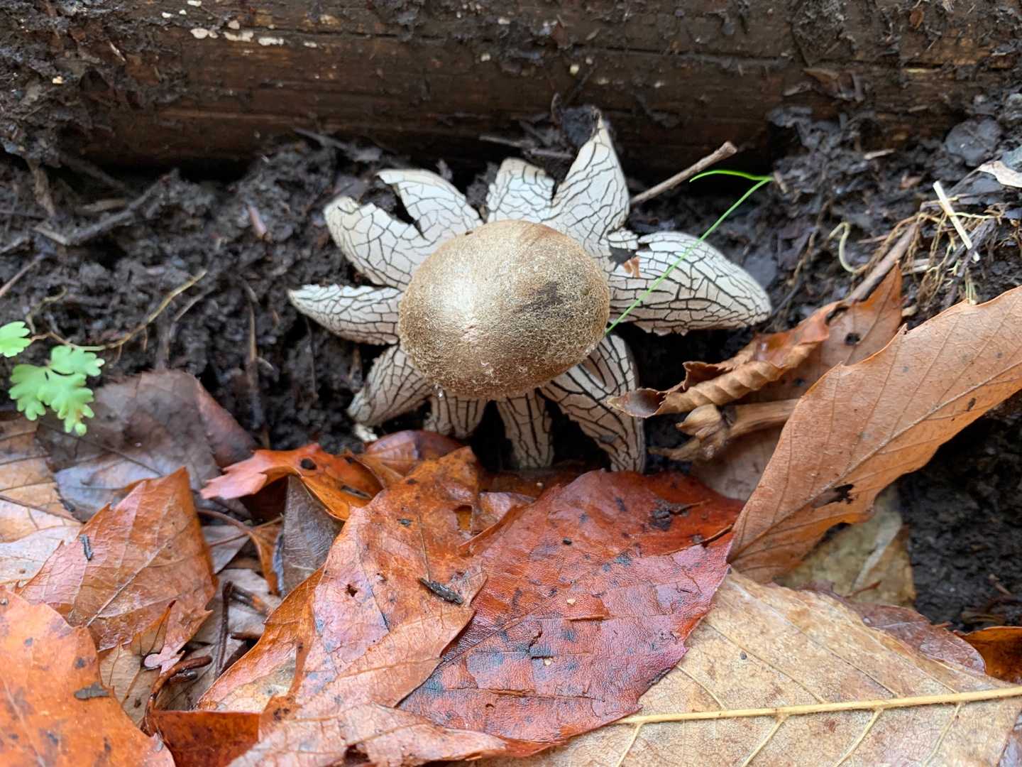 ブルーベリージャム作りと山に葉っぱを採取に行ったこと Papuchi Home 楽天ブログ