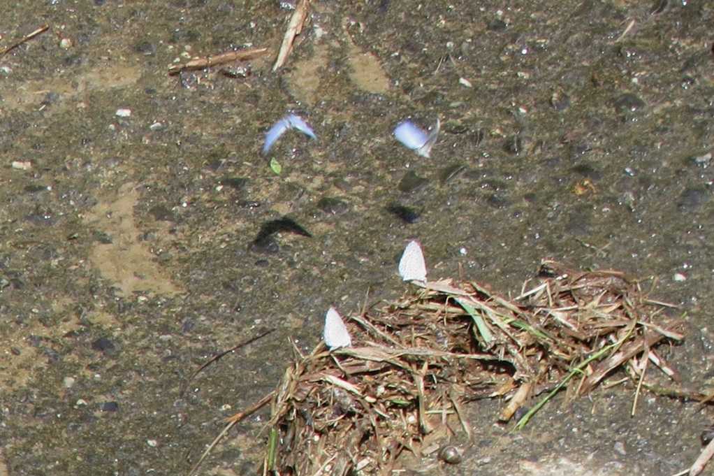 515