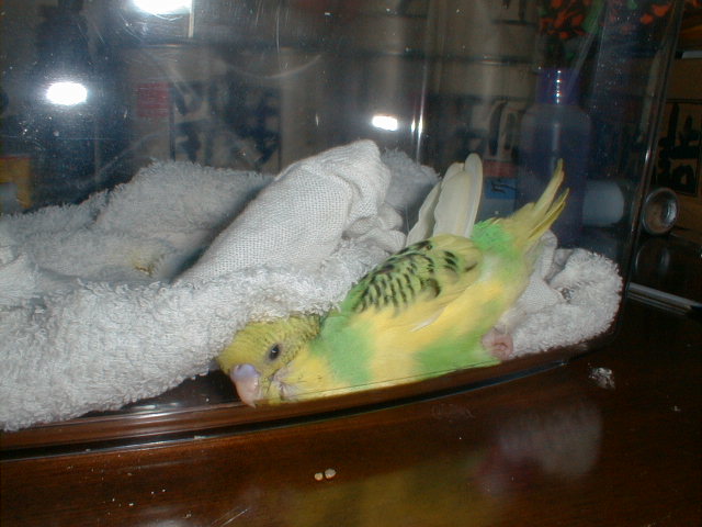 PIC00055.JPG