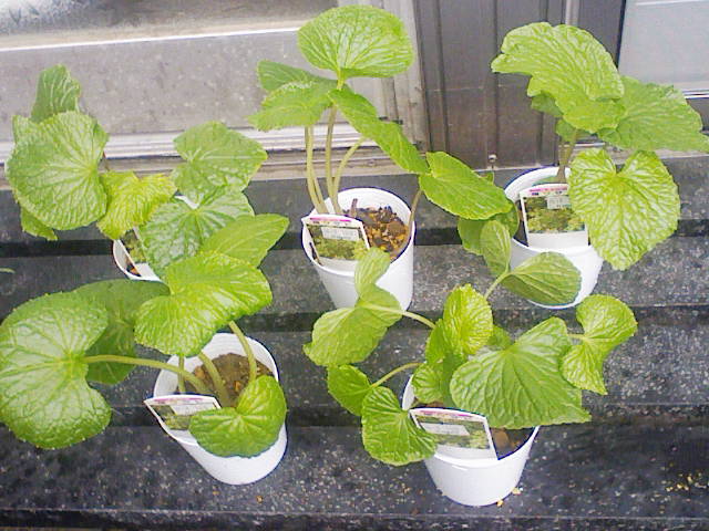 F1000034 - コピー (4).JPG