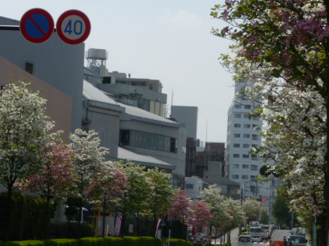 719 花水木