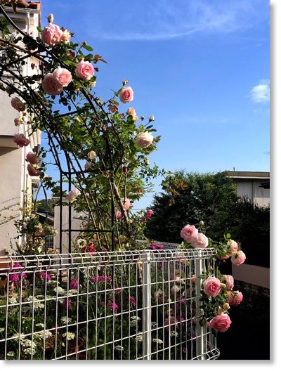 蔓薔薇が咲く家々 末摘む花の雑記帳 楽天ブログ