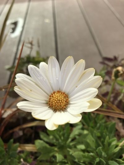 ミモザのつぼみ他 | 花のあるくらし - 楽天ブログ