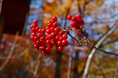 白馬の秋2013 008.jpg