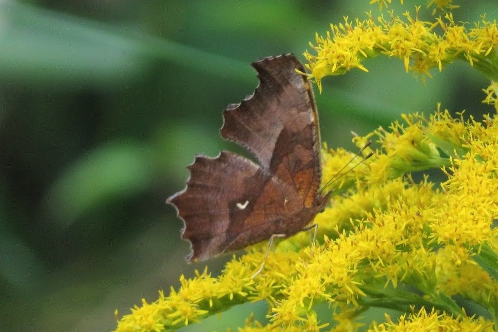 極美麗‼️宝石(ホウセキ)ゾウムシ×アメジスト 立体標本 蝶 甲虫 昆虫