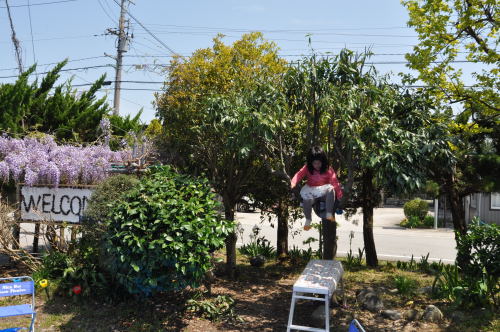 藤の花　と　双子の孫