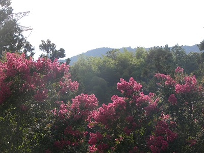 DSCN9729.jpg