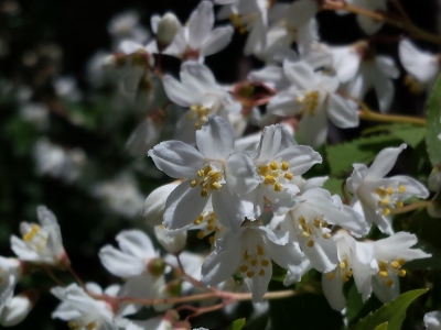 20160513_105740 (400x300).jpg