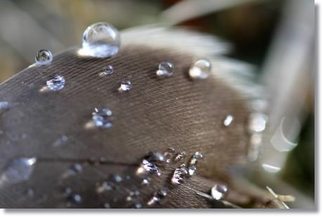 大野湊緑地公園-24 羽-2 15.1.21