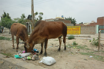 インド386.jpg