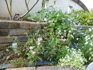 P1240977ss.jpg