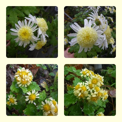 菊