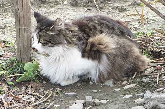 我が家のニャンコ♪2016/2/26-2