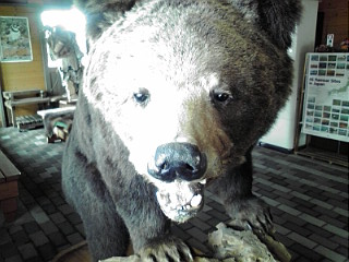 熊の剥製