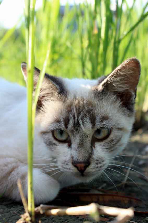 我が家のニャンコ♪2013/10/8-2