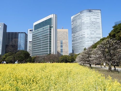 浜離宮恩賜庭園にて