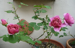P1020926-ass.jpg
