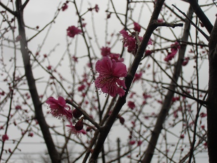 20130424花梅.jpg