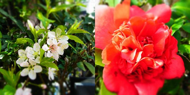 2012 春の我が家