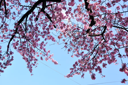 桜５