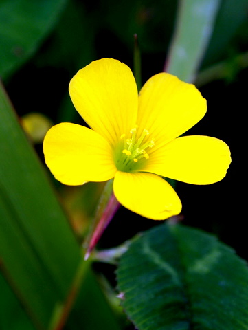 カタバミの花