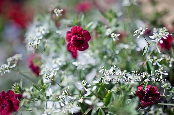 IMG_8640のコピー.jpg