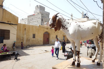 インド741.jpg