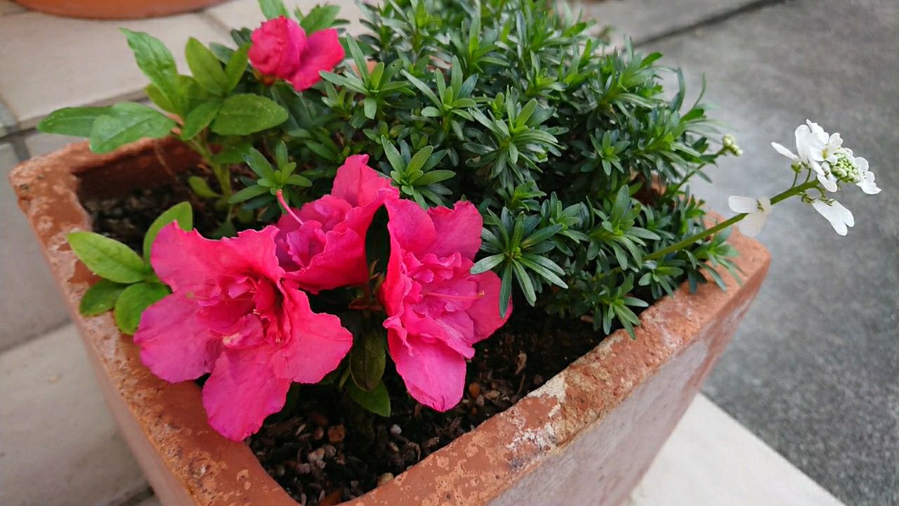 庭の花たち紹介 玄関前 小さい庭と浬咲の日常 楽天ブログ 庭の花たち紹介 玄関前 小さい庭と浬咲の日常 楽天ブログ
