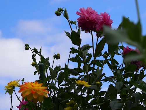 PA071108.JPG
