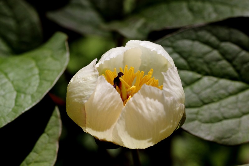 金剛山の花々_002.jpg