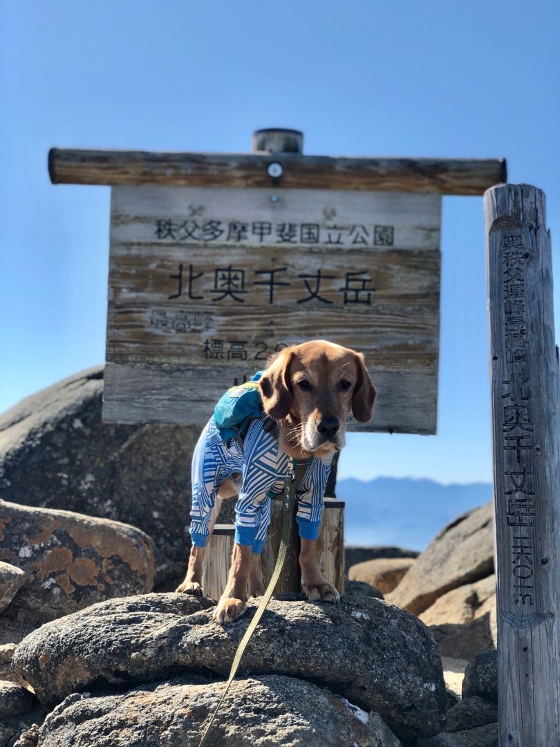 超絶☆絶景の国師ヶ岳 | mix犬 ラブニエルとの日々 - 楽天ブログ