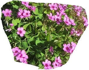 花１.jpg