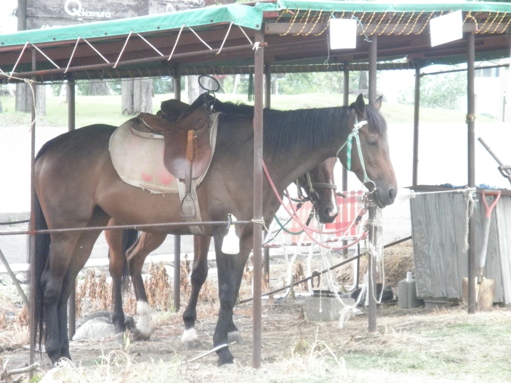 蒜山高原の馬