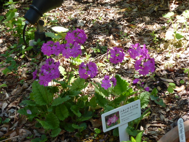 118 日本桜草