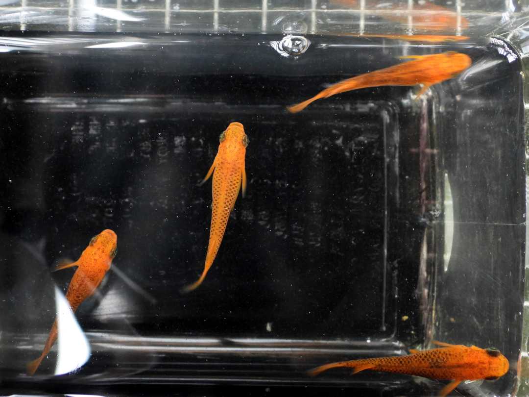 よく読まれている記事一覧 がんばメダカ 長崎わっしょい 楽天ブログ