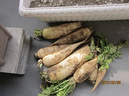 IMG_1658大根.jpg