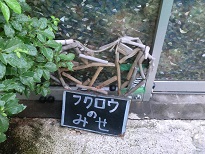 20150730_月島・フクロウのみせ01 - コピー.JPG