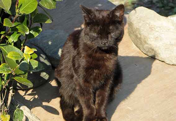 我が家のニャンコ♪2016/4/9-2