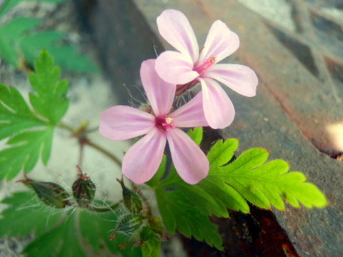 ヤサカフウロの花と種の毛