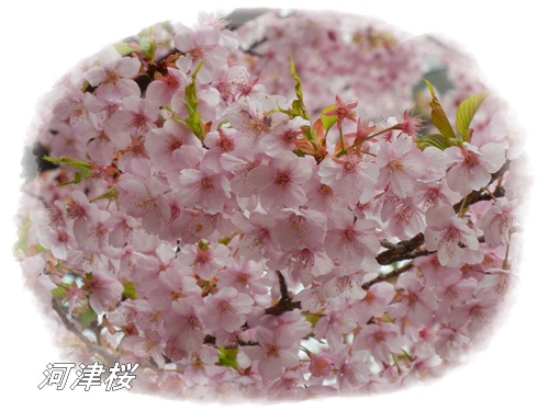 河津桜