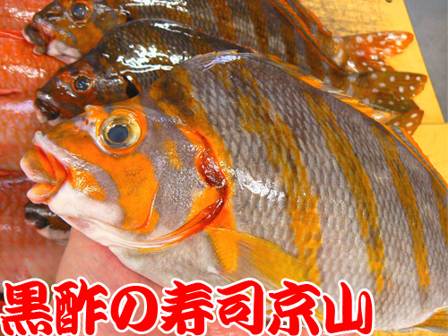 江東区　寿司　出前　有明.jpg