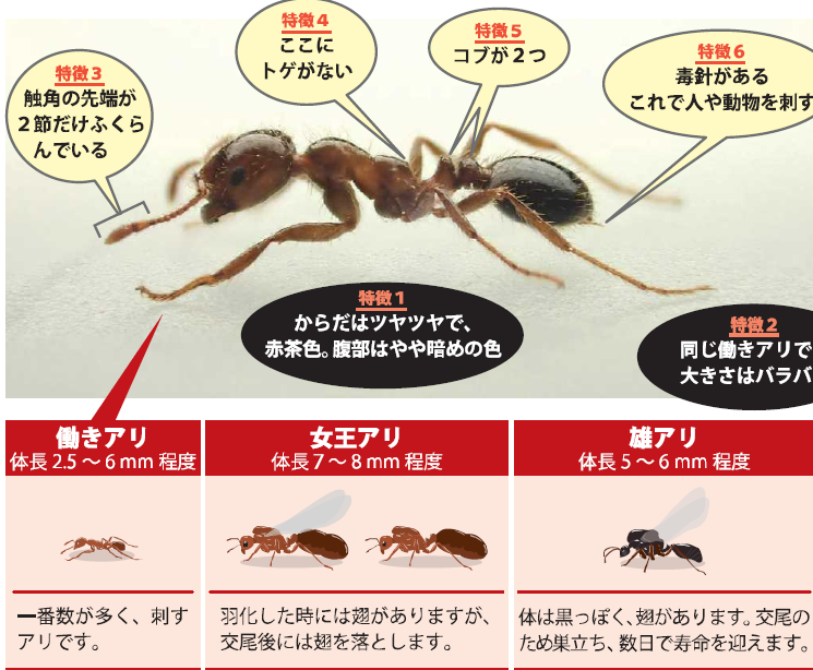 台風19号の影響 猛毒ヒアリが拡散の恐れ 防犯 防災グッズインテリアにも最適な防災用品など紹介 楽天ブログ