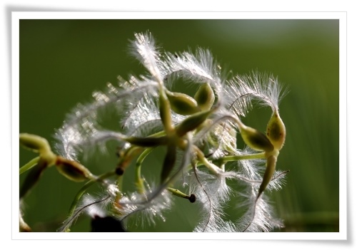 健民海浜公園-2 センニンソウ-2 13.10.13